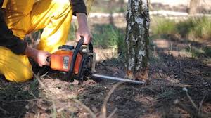 Why Choose Our Tree Removal Services in Green Village, NJ?