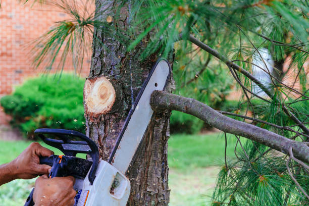 Best Arborist Consultation Services  in Green Village, NJ